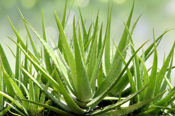 Manfaat Skincare Berbahan Alami untuk Kesehatan Kulitmu